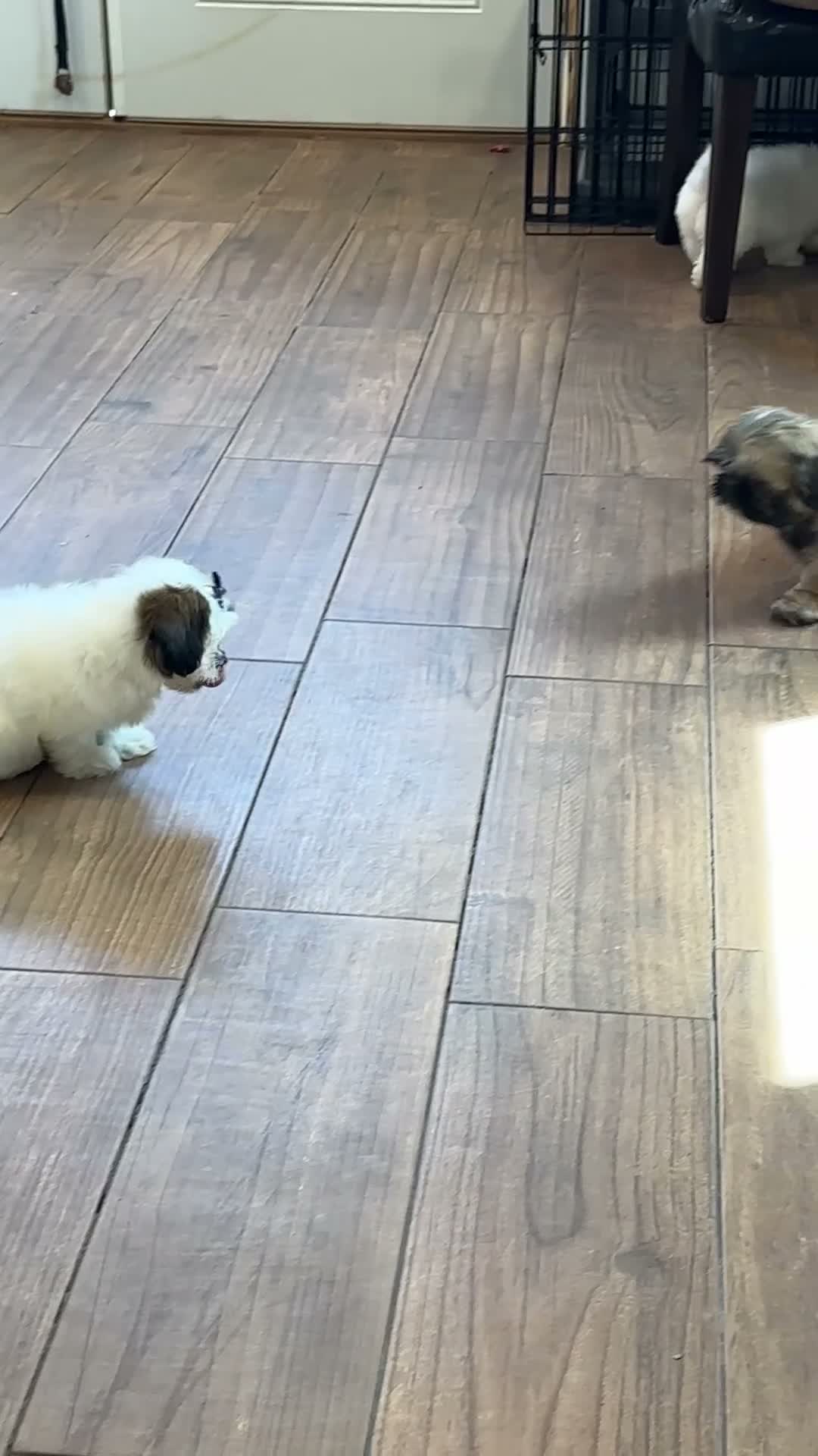 Shih Tzu dogs for sale: Chewy - Video 1