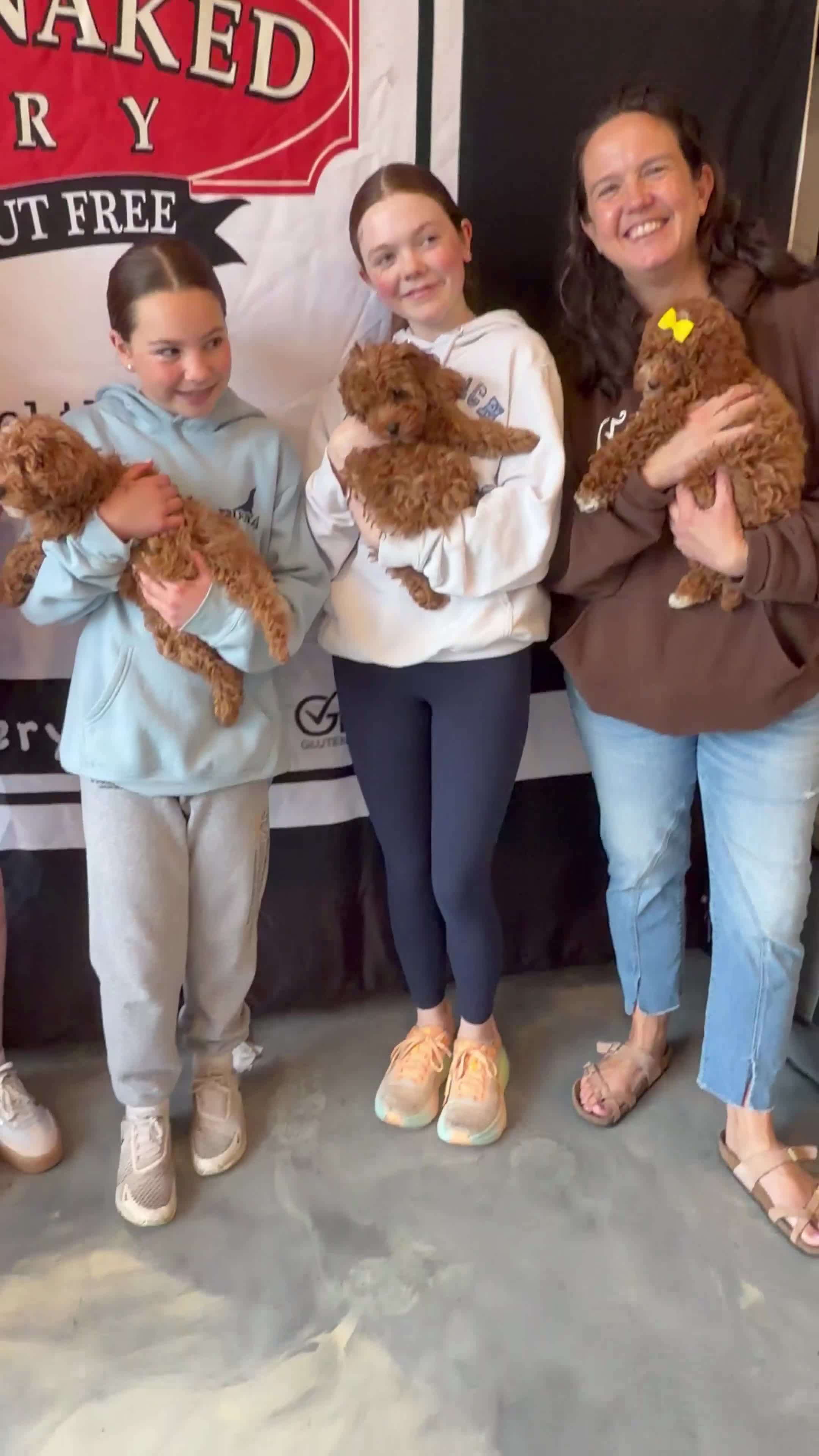 Cavapoo dogs for sale: 🐻 Theodore- Tiny, Gentle & Pure Sweetness 🐾 - Video 1