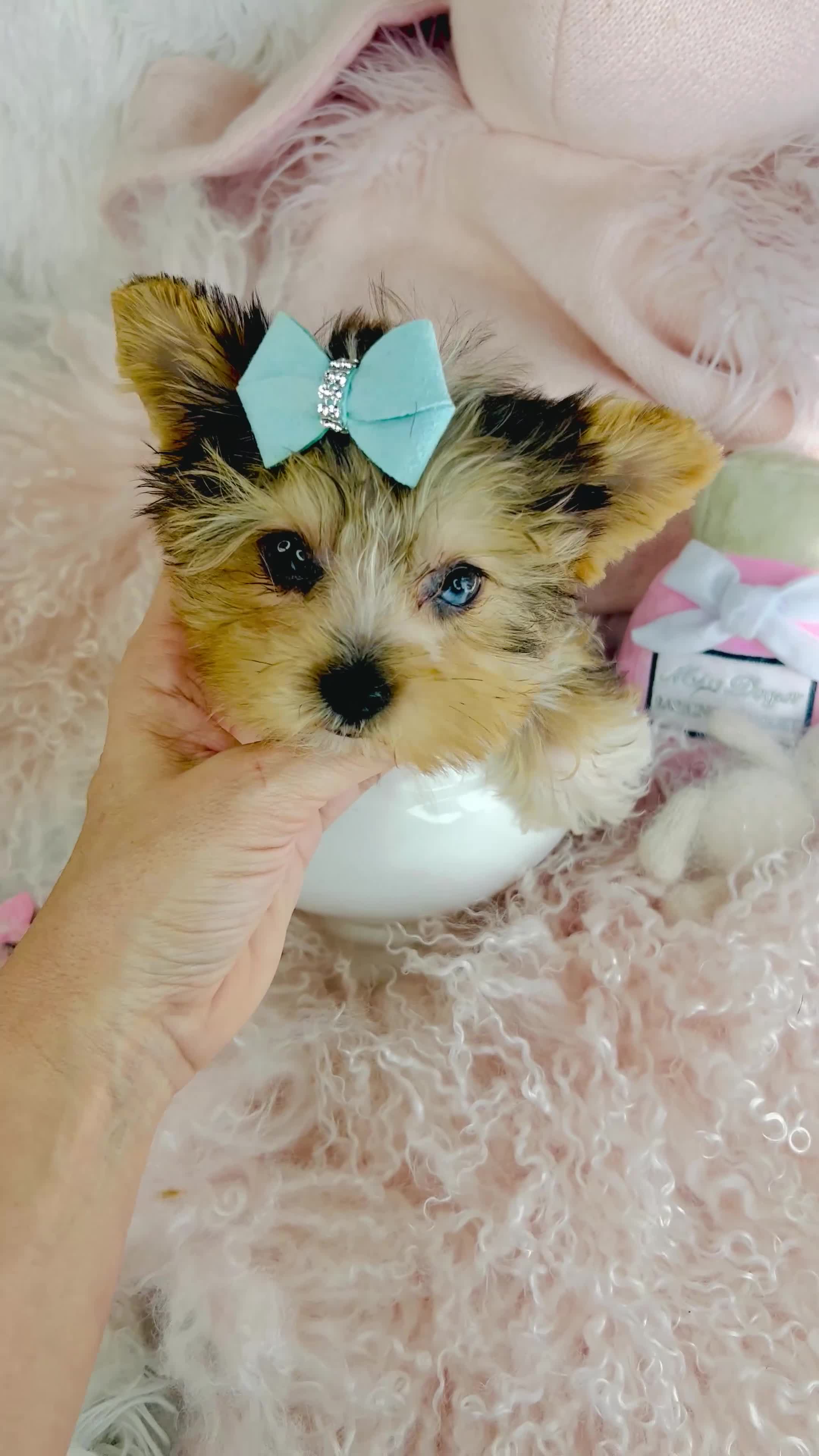 Yorkshire Terrier dogs for sale: Yorkshire Terrier Puppy 1 - Video 1
