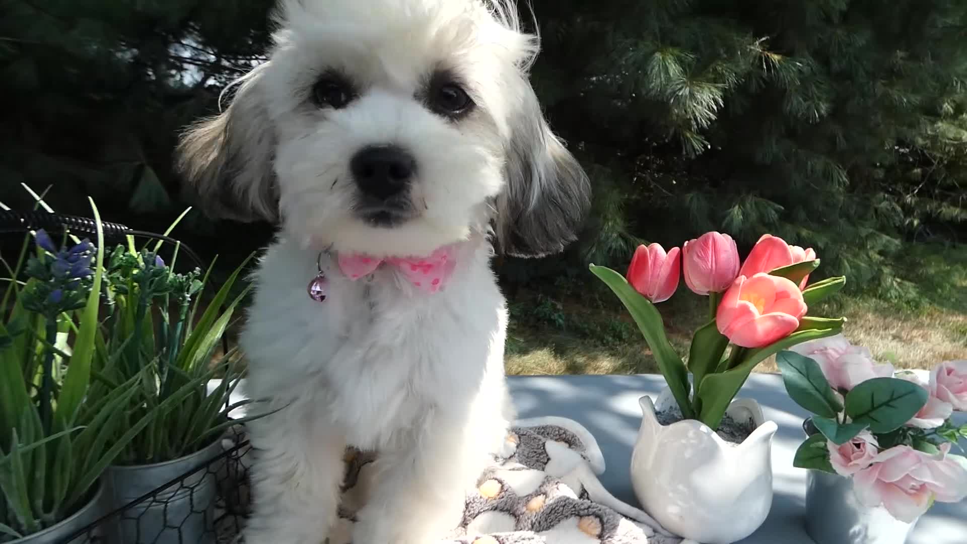Teddy Bear dogs for sale: Teddy Bear 3 Trena - Video 1