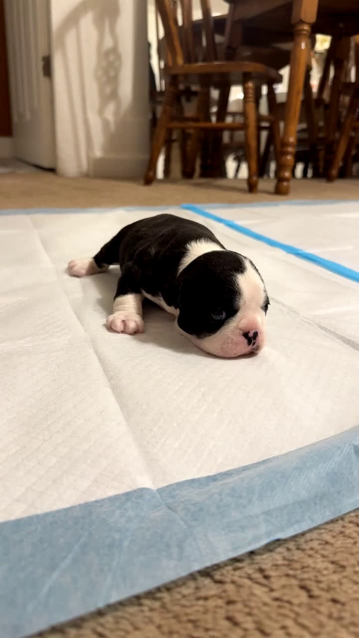 Boston Terrier dogs for sale: Blue - Video 2