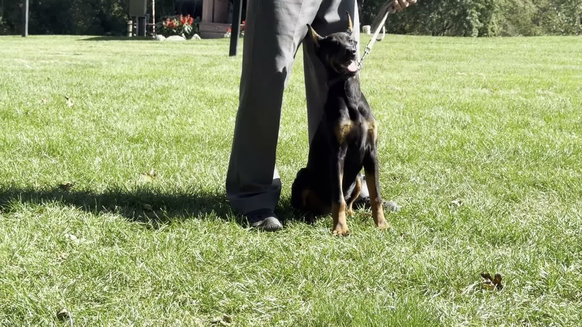 Doberman Pinscher dogs for sale: Amika - Video 1