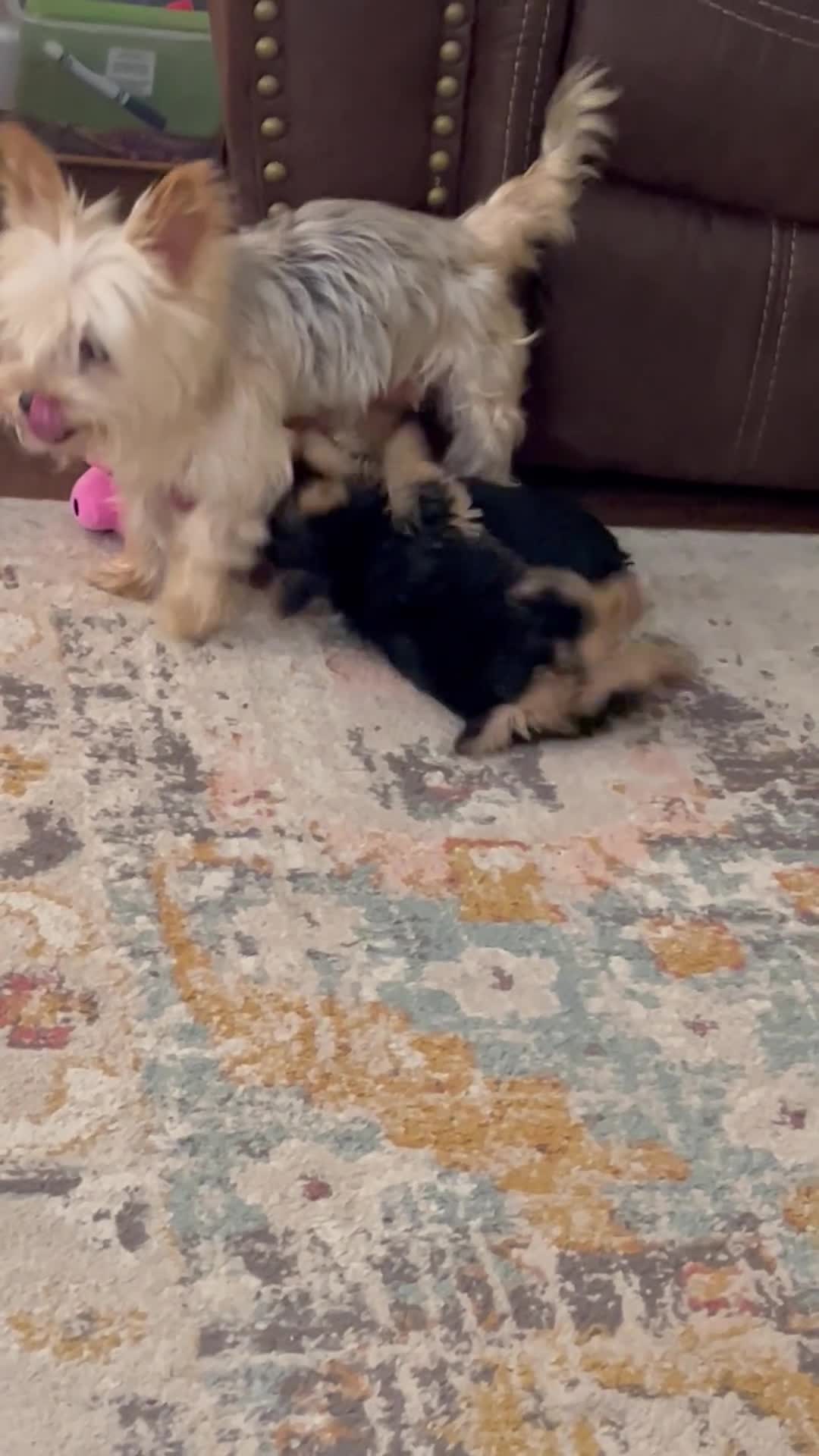 Yorkshire Terrier dogs for sale: Payton - Video 1