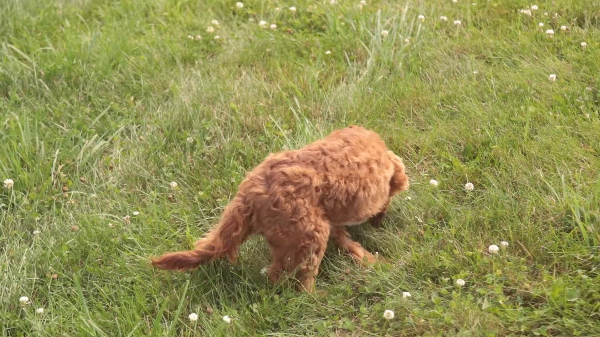 Cavapoo dogs for sale: Herbie - Video 1