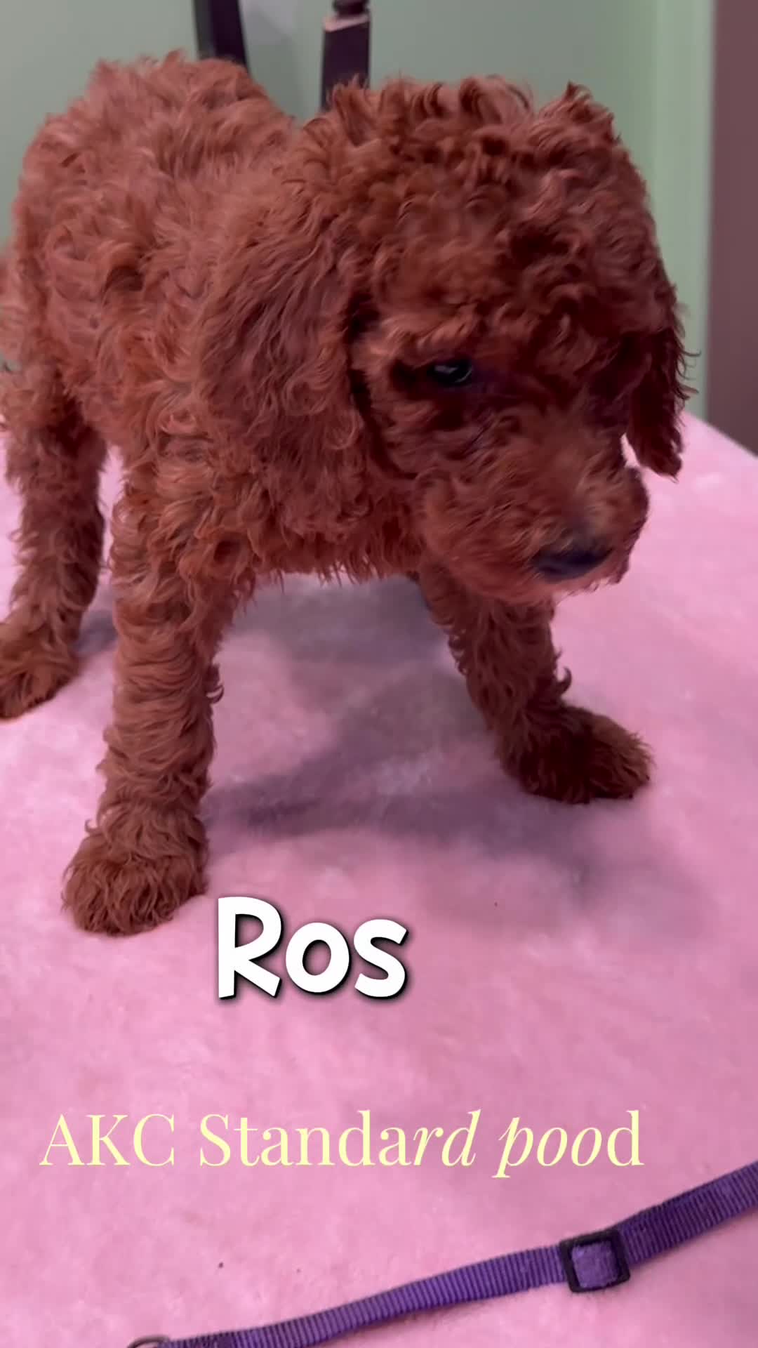 Standard Poodle dogs for sale: Rosie  - Video 1