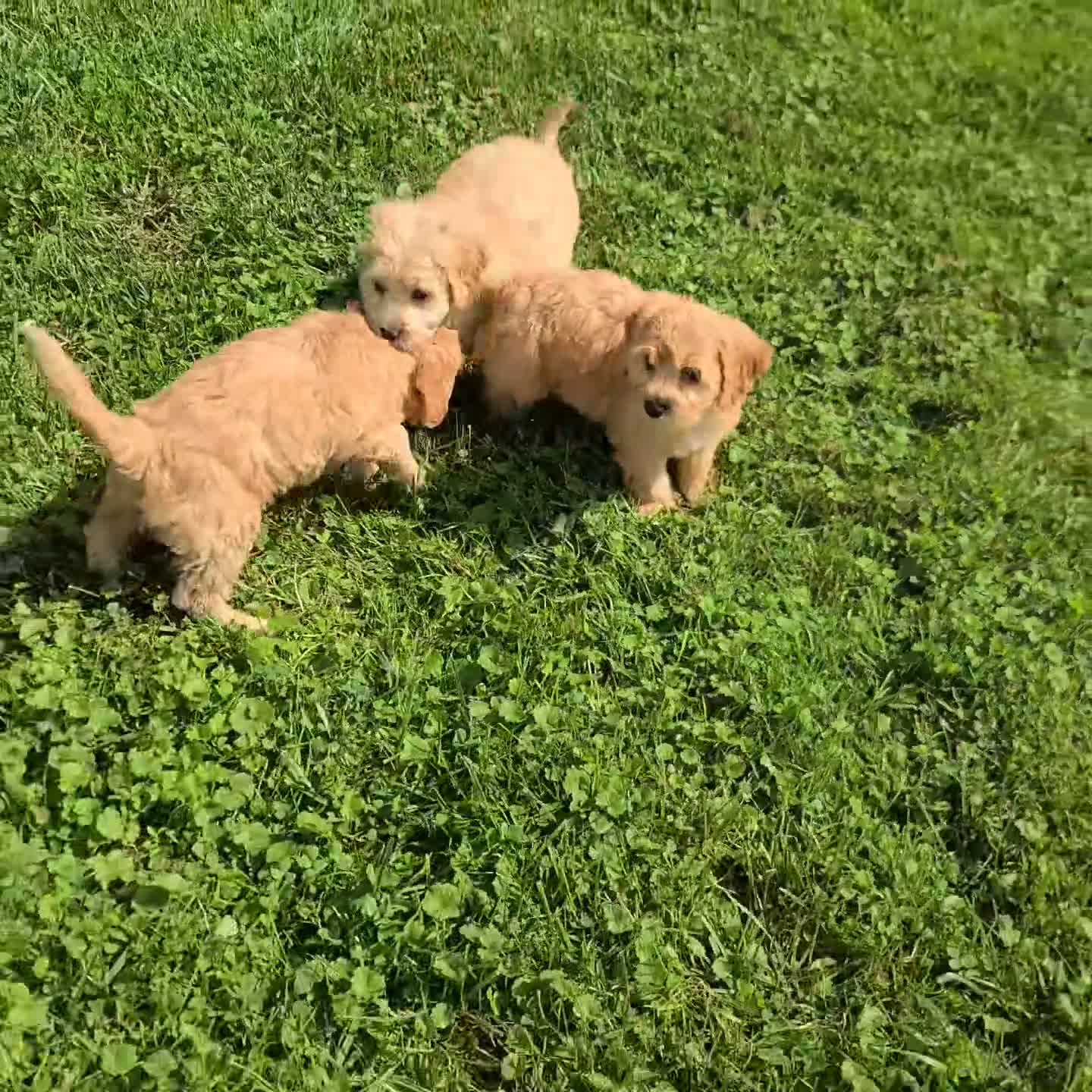 Cavachon dogs for sale: Lonnie - Video 1
