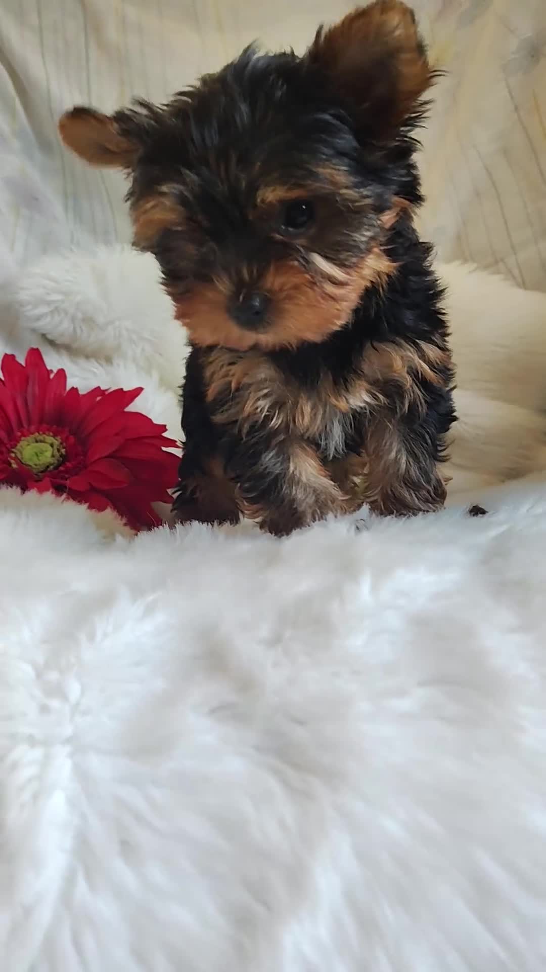 Yorkshire Terrier dogs for sale: Candy girl - Video 1