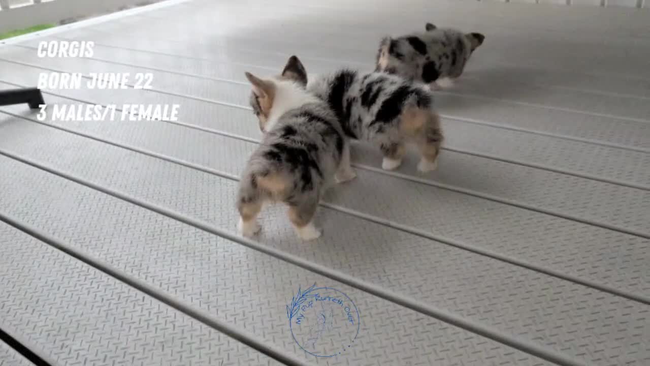 Welsh Corgi Pembroke dogs for sale: Jagger - Video 3