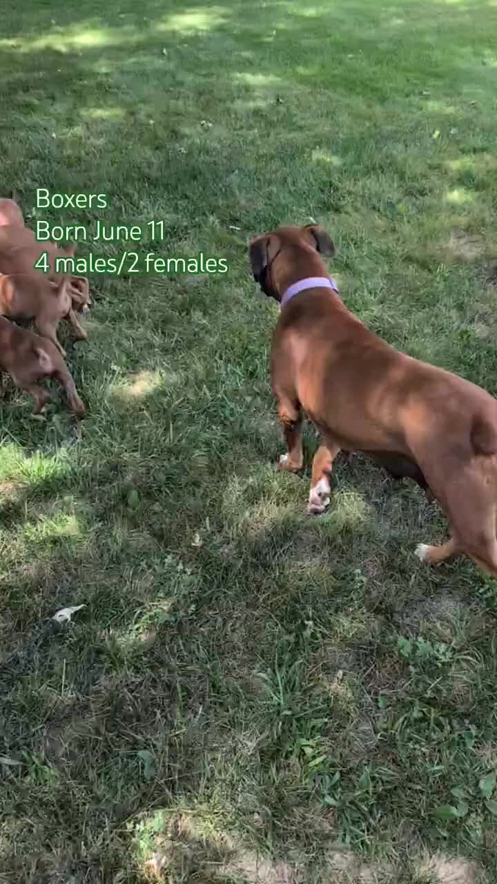 Boxer dogs for sale: Kip - Video 2