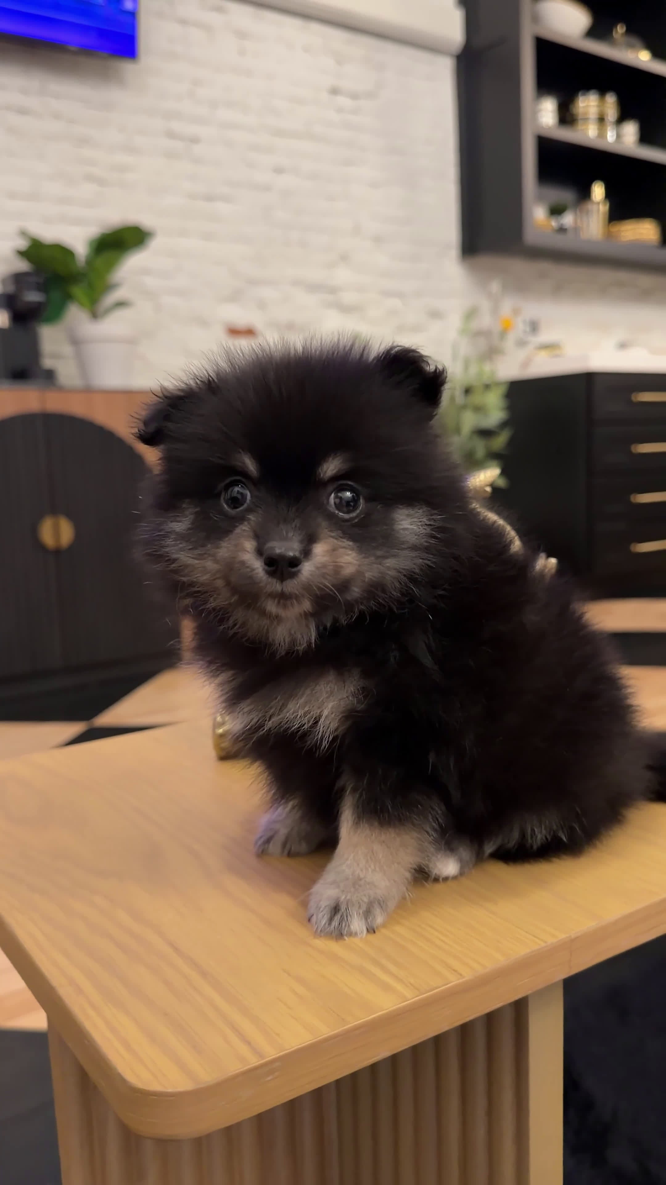 Pomeranian dogs for sale: Bean - Video 1