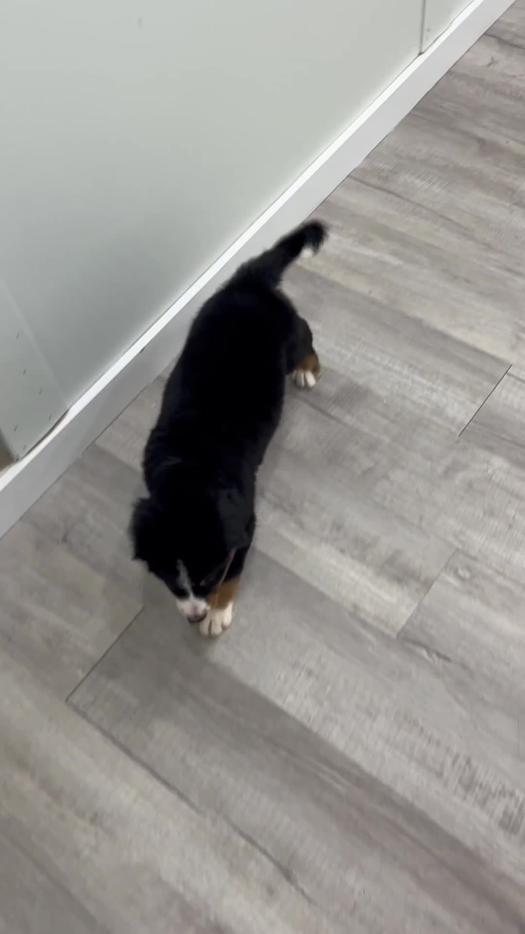 Bernese Mountain Dog dogs for sale: Bella - Video 1