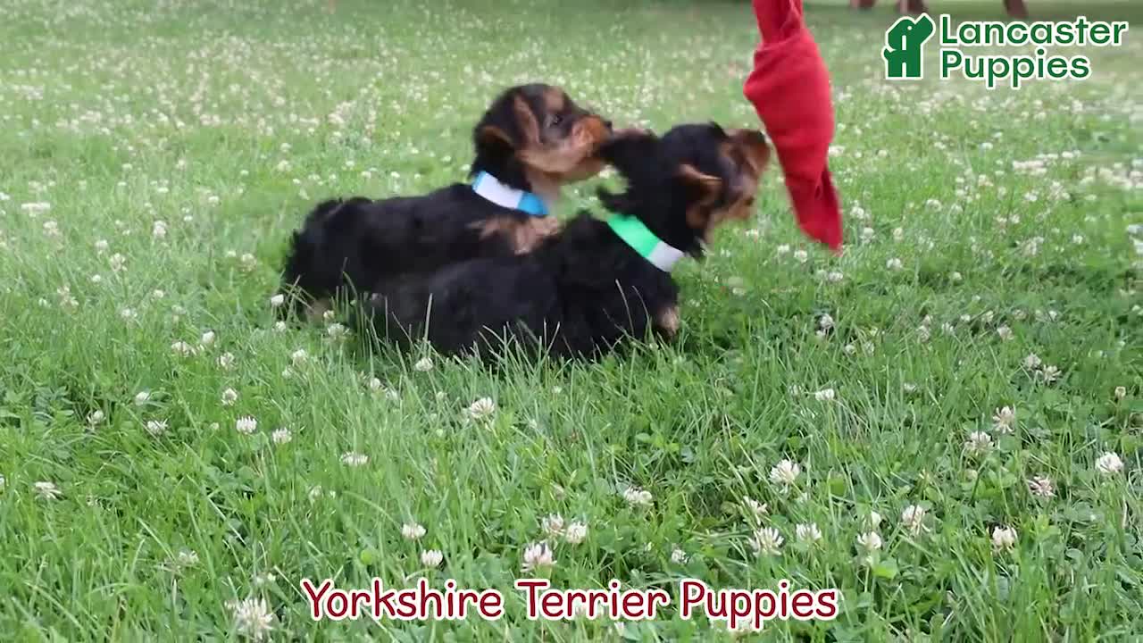 Yorkshire Terrier dogs for sale: Theo - Video 1