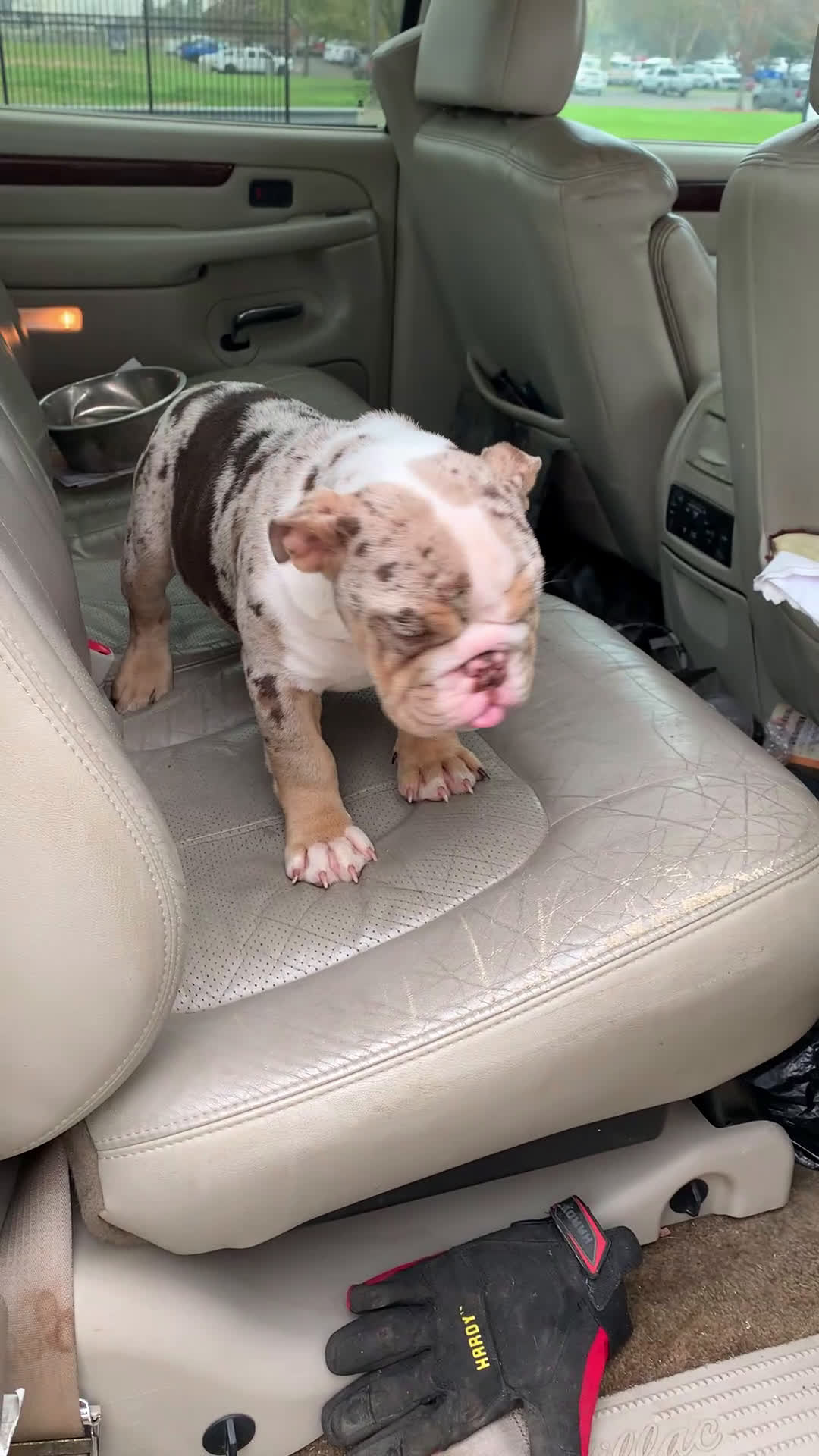 English Bulldog dogs for sale: English Bulldog Puppy 1 - Video 1