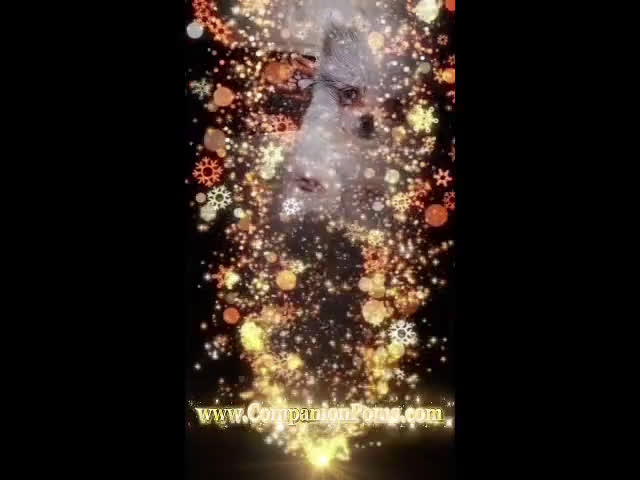 Pomeranian dogs for sale: Sebastian - True Blue Merle- Blue& Grey Eye Marbling - Video 1