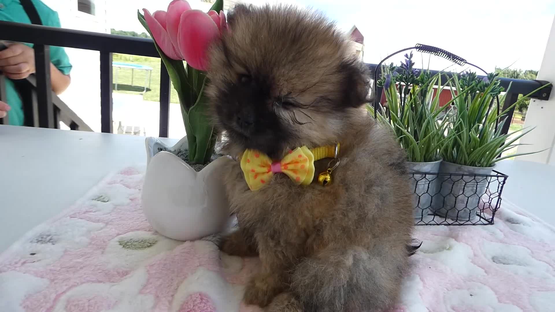 Pomeranian dogs for sale: Pomeranian 2 Sheila - Video 1
