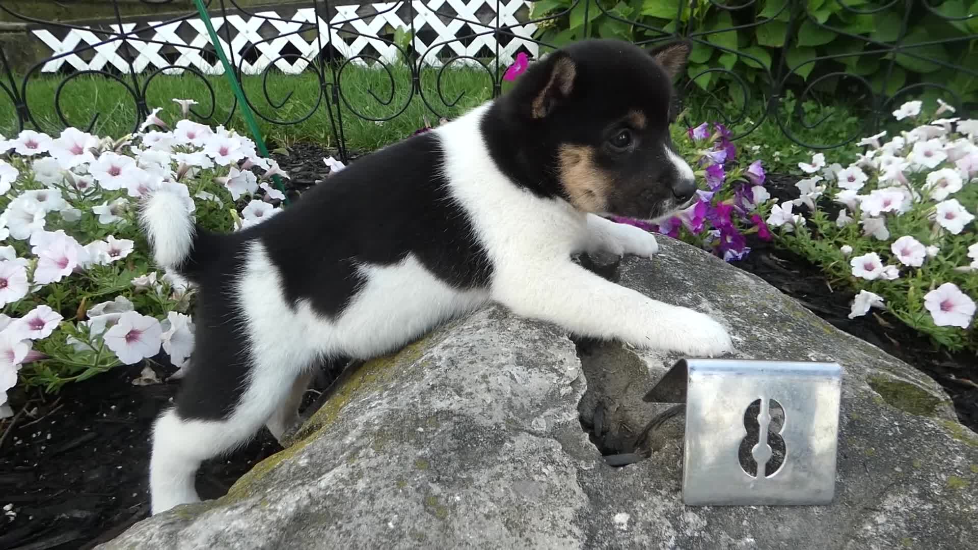 Shiba Inu dogs for sale: Shiba Inu 7 Kala - Video 1