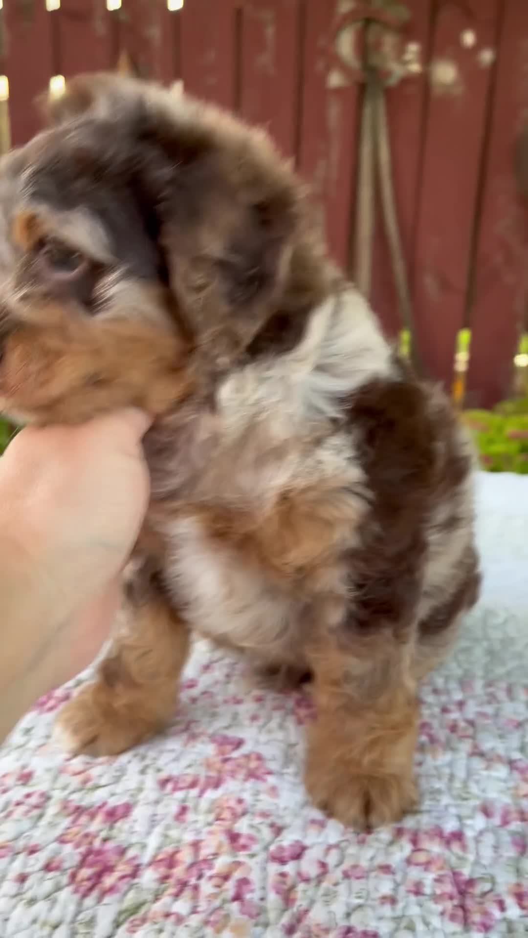 Mini Bernedoodle dogs for sale: Neil - Video 1