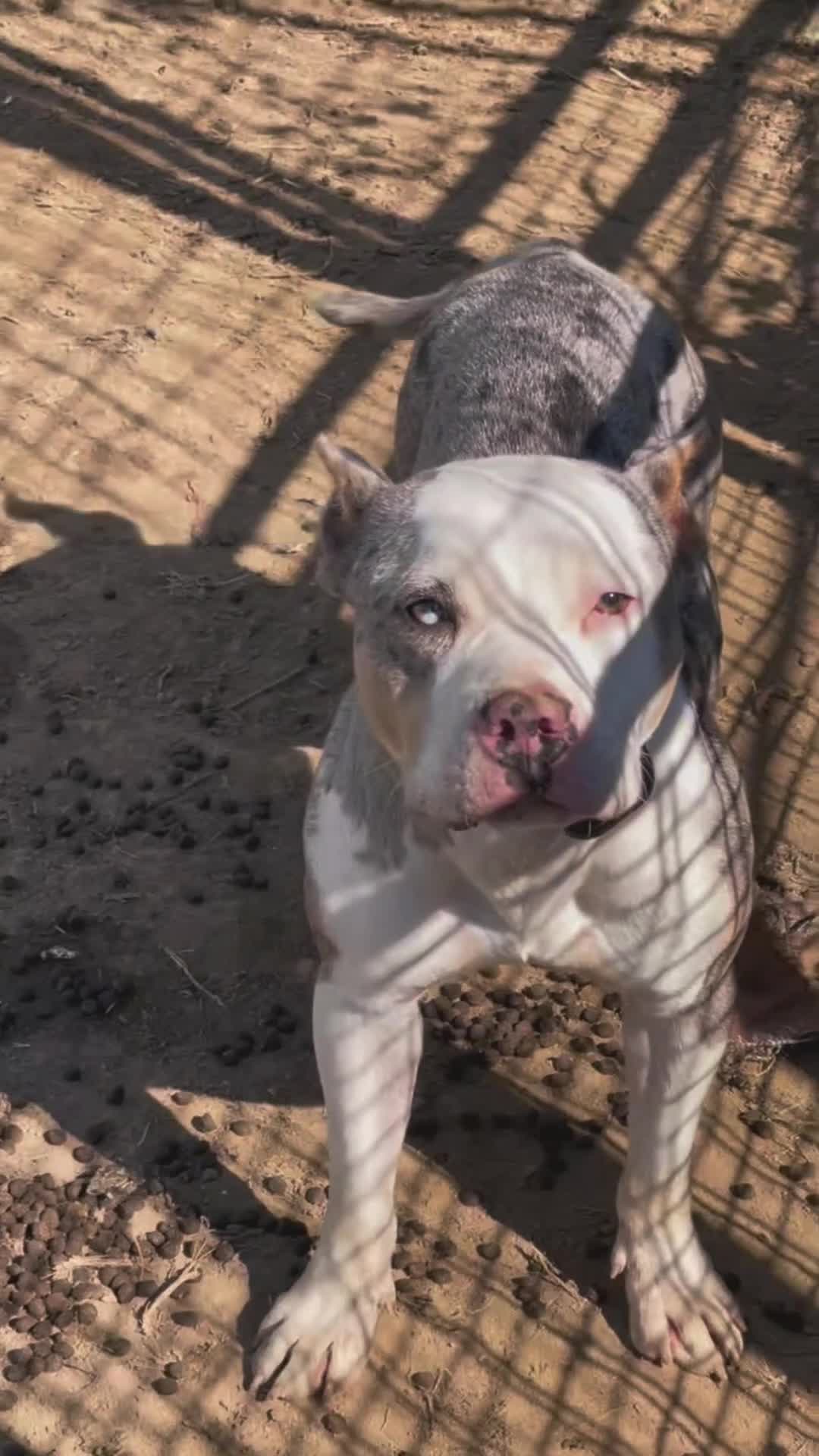 American Bully dogs for sale: Dream - Video 2