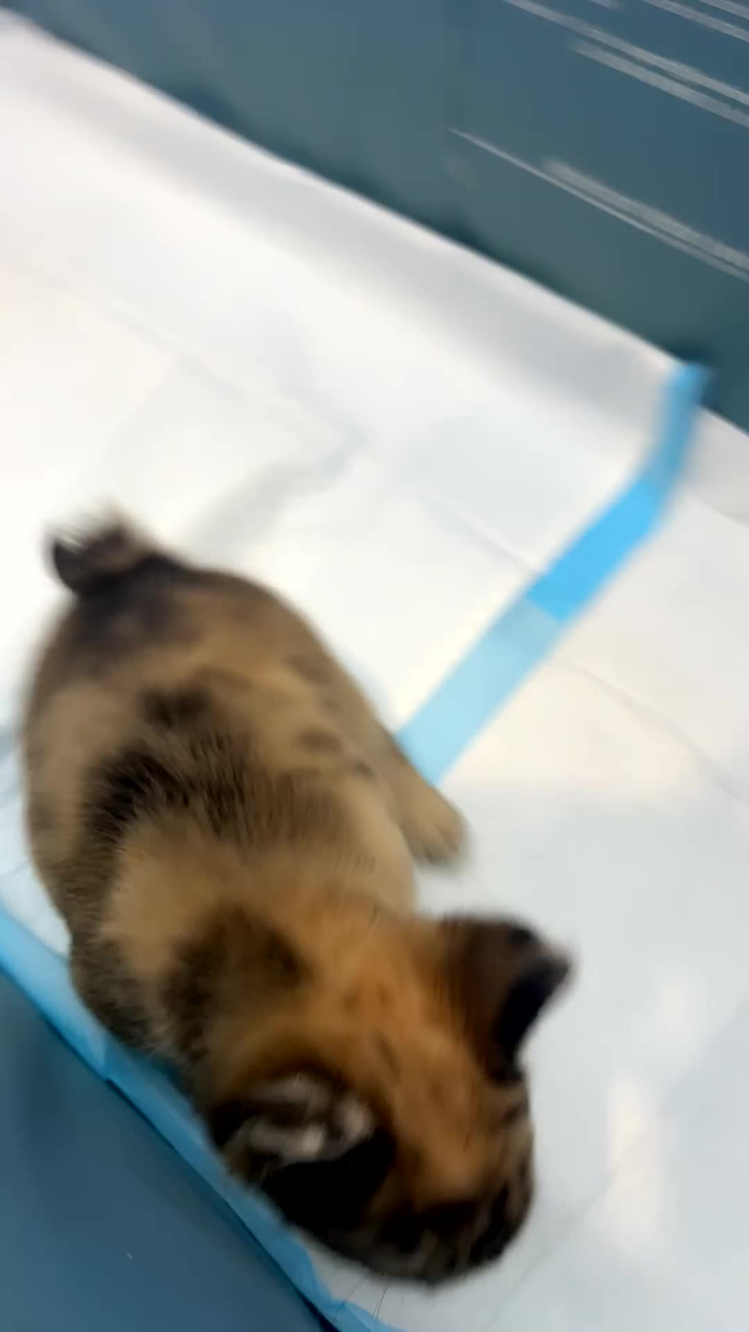 French Bulldog dogs for sale: Mimi - Video 1