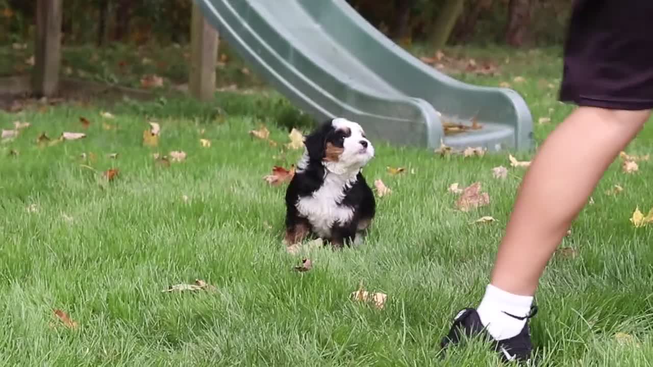 Mini Bernedoodle dogs for sale: Miley - Video 1