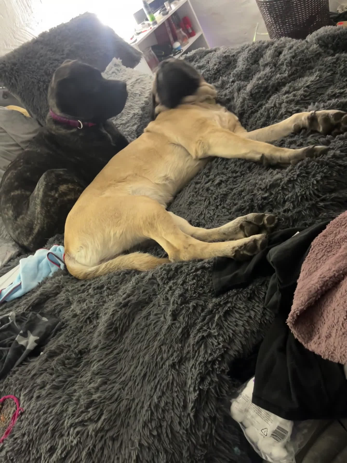 English Mastiff dogs for stud: Axle. - Video 1