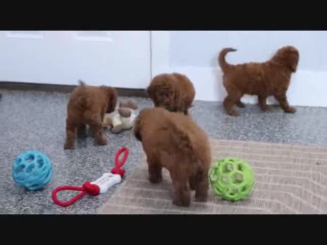 Mini Goldendoodle dogs for sale: Fallon - Video 3