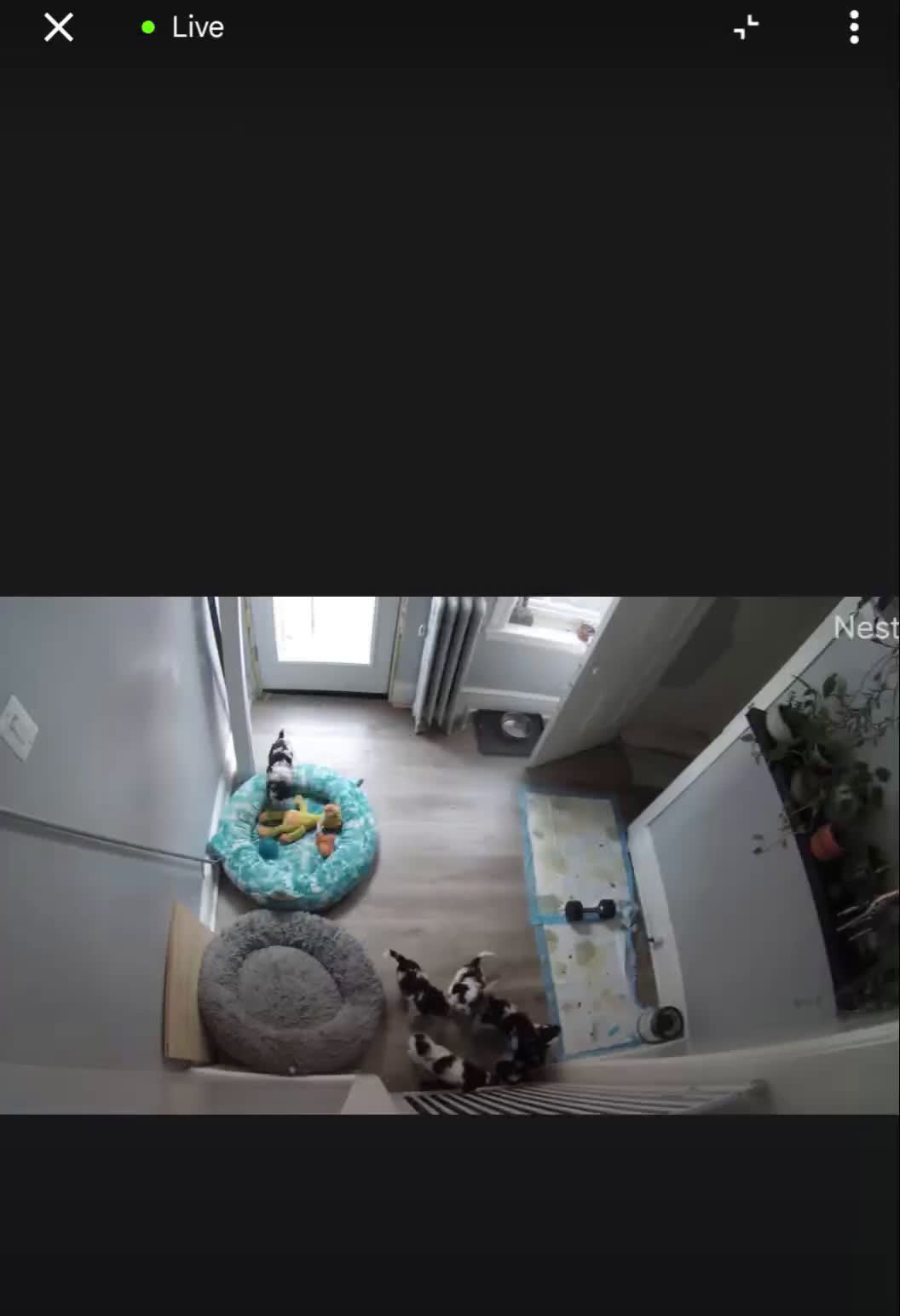 Cockapoo dogs for sale: Raven (F2b) - Video 1