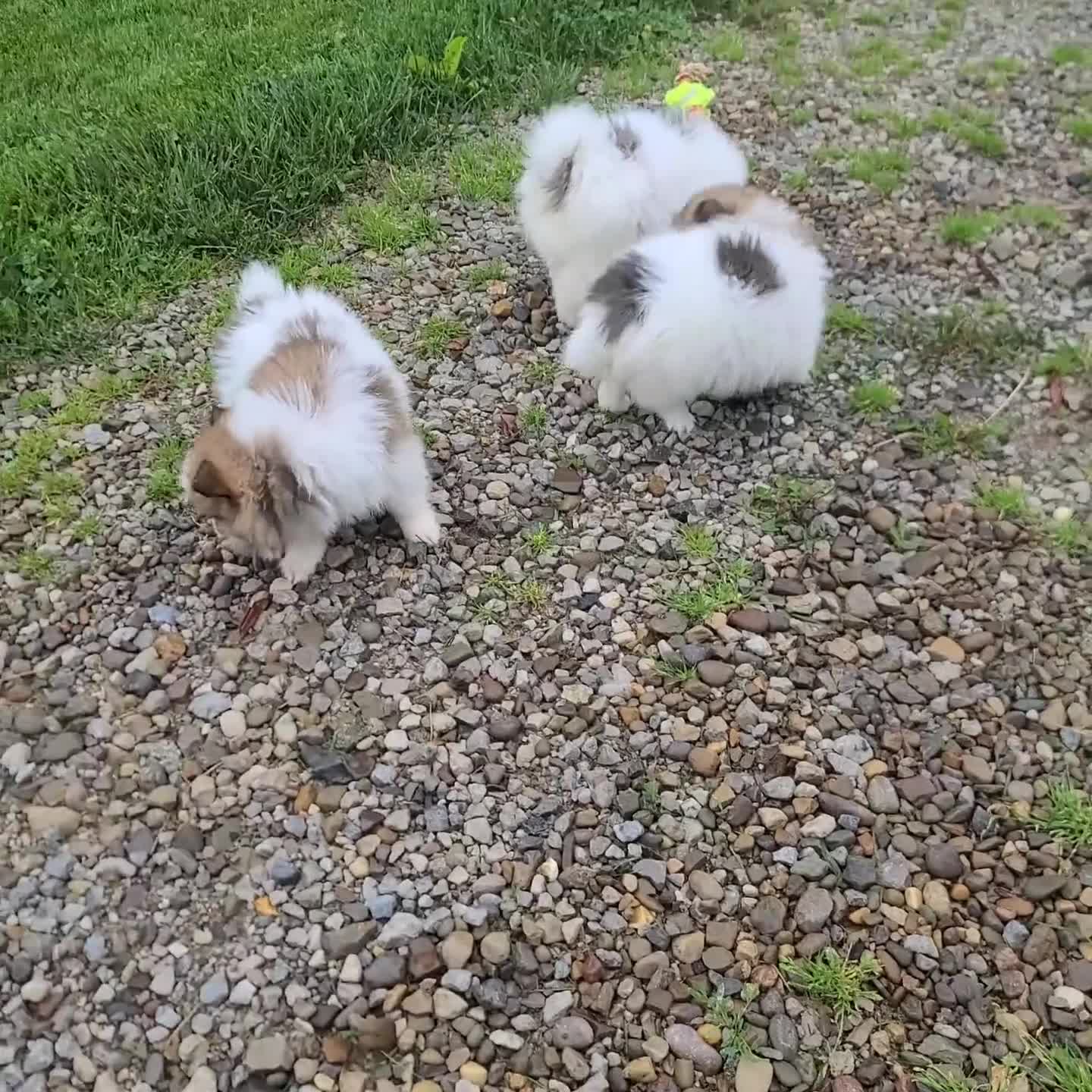 Pomeranian dogs for sale: Trevor - Video 1