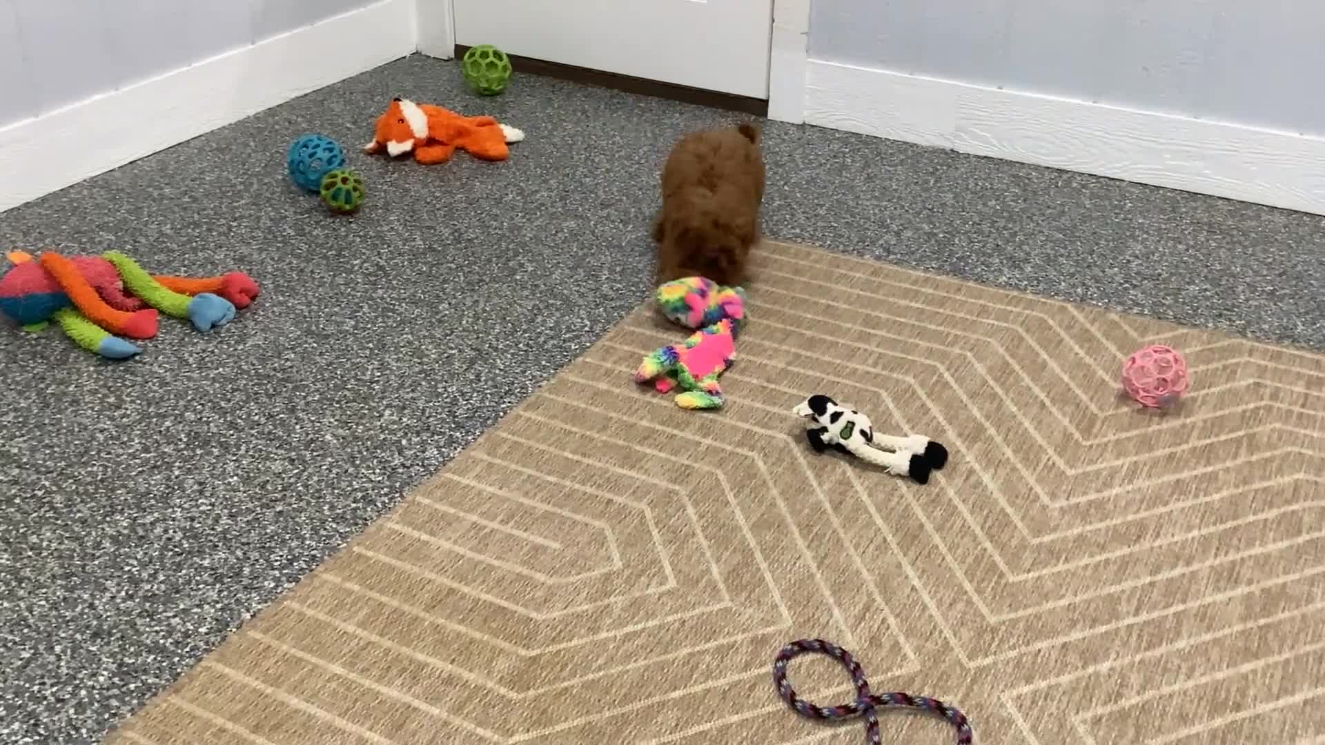 Mini Goldendoodle dogs for sale: April - Video 1
