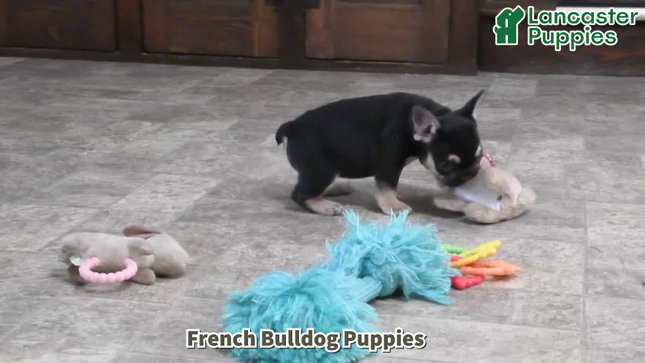 French Bulldog dogs for sale: Harrison - Video 1