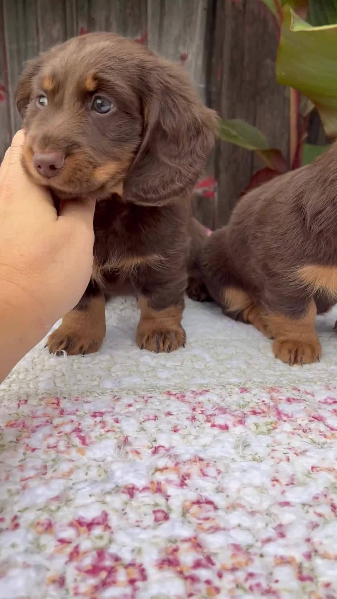 Miniature Dachshund dogs for sale: Austin - Video 2