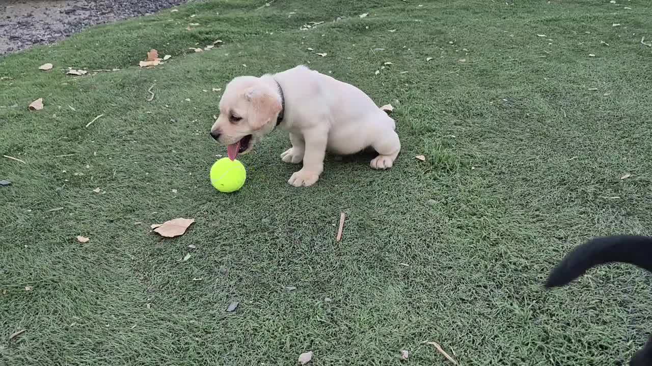 Labrador Retriever dogs for sale: Finnegan - Video 1