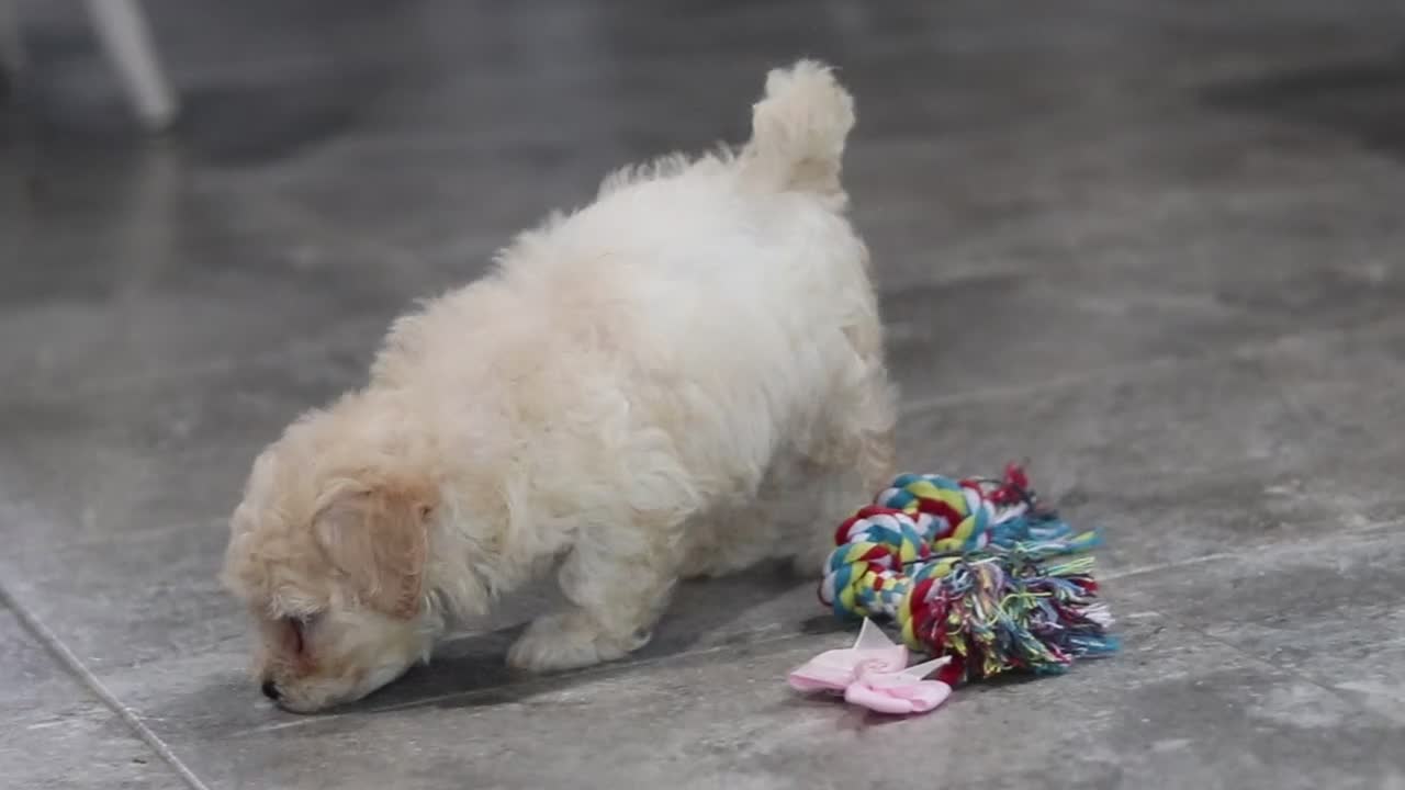 Mixed Breed dogs for sale: Brianna - Video 1