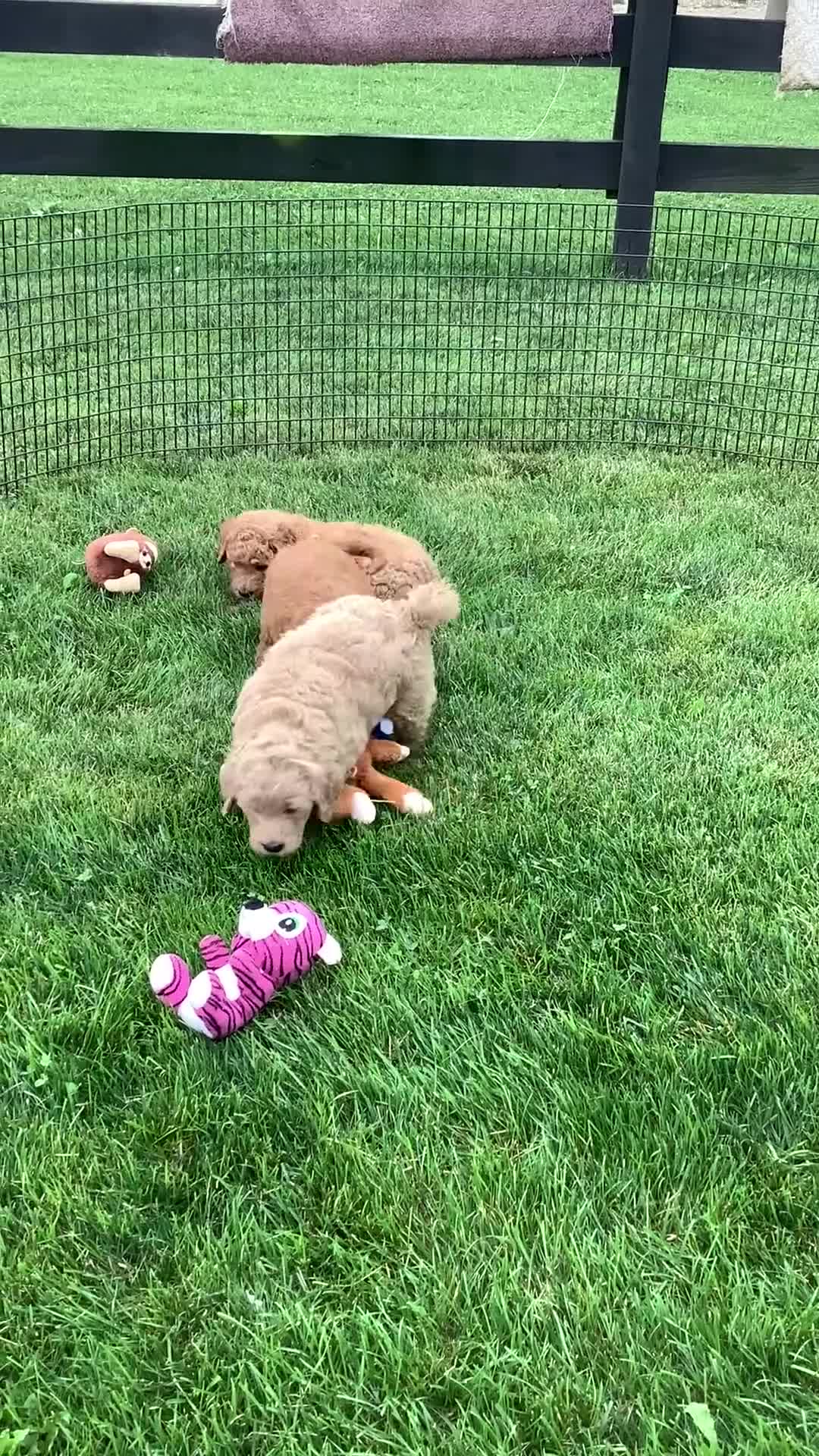 Goldendoodle dogs for sale: Goldendoodle 2 Ronnie F1b  - Video 1