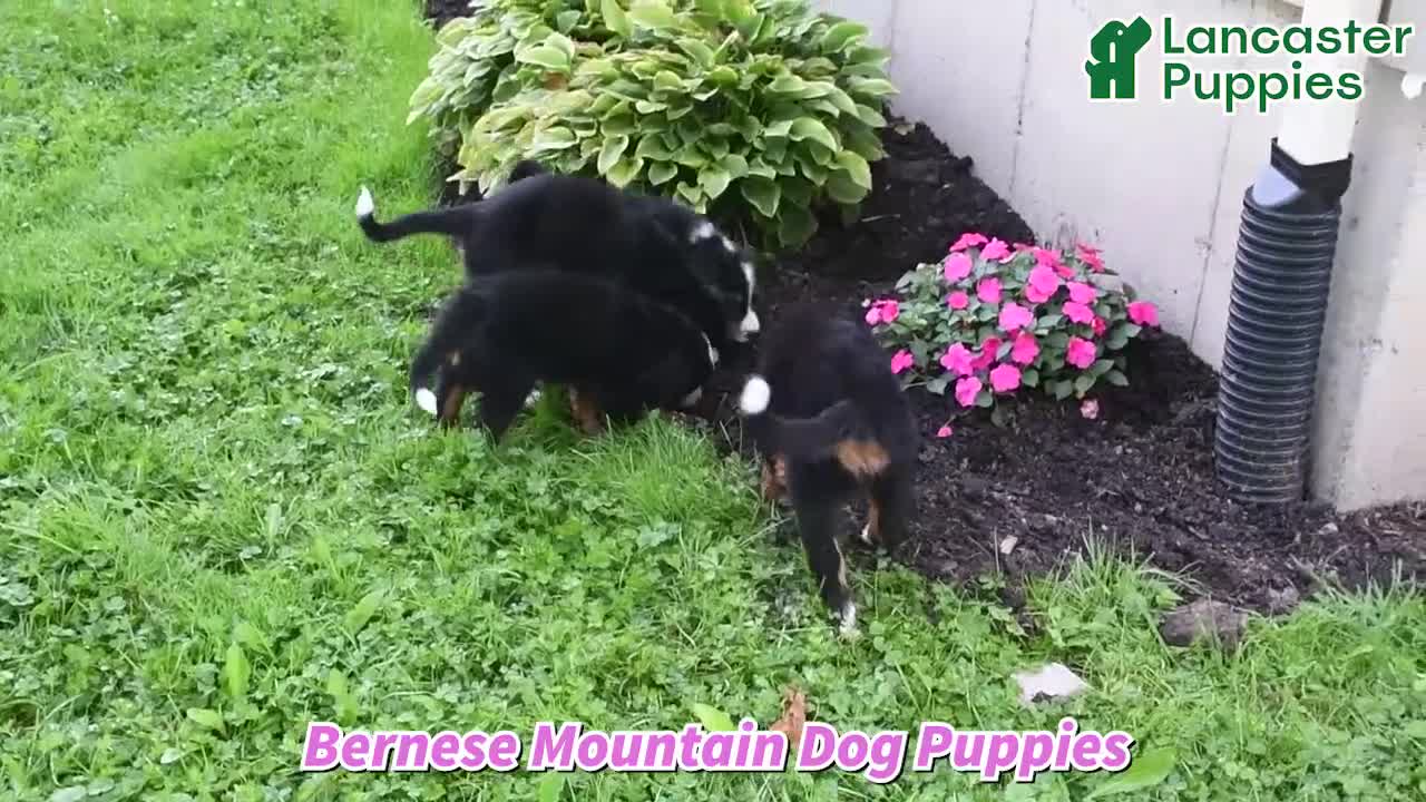 Bernese Mountain Dog dogs for sale: Rhett - Video 1