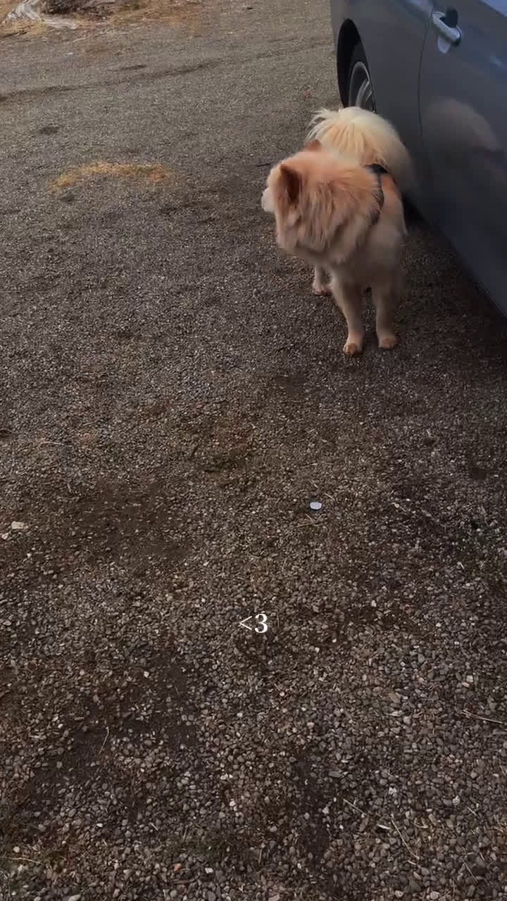 Mixed Breed dogs for sale: Enora - Video 1