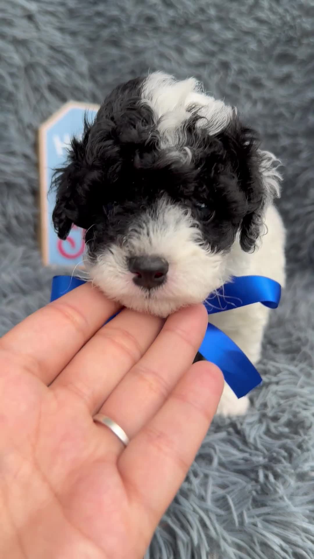 Toy Poodle dogs for sale: Toy Poodle 1 - Video 1