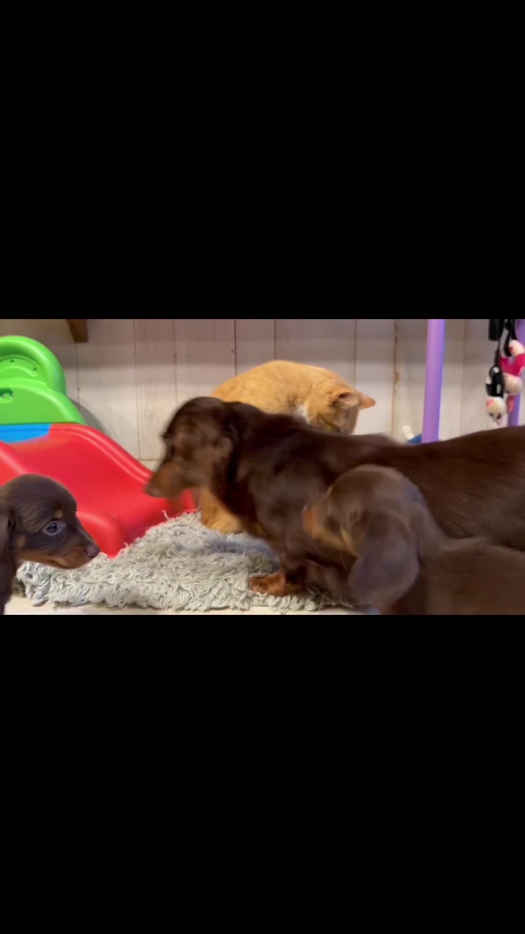 Miniature Dachshund dogs for sale: ACA Einstein LH PRA clear OFA Chic Parents - Video 2