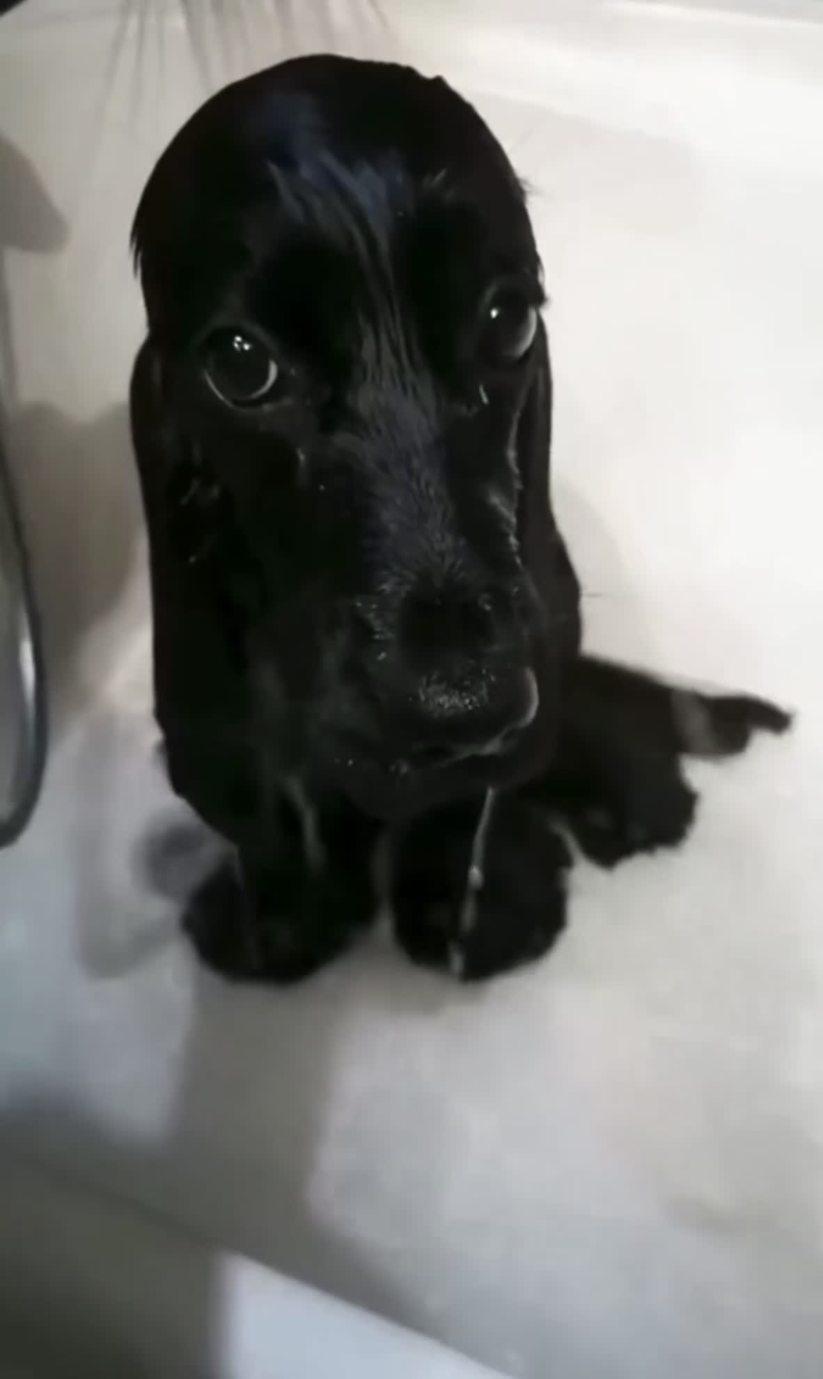 English Cocker Spaniel dogs for sale: Naomi - Video 2