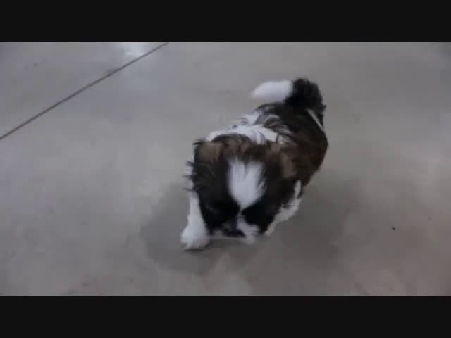 Shihpoo dogs for sale: Storm - Video 1
