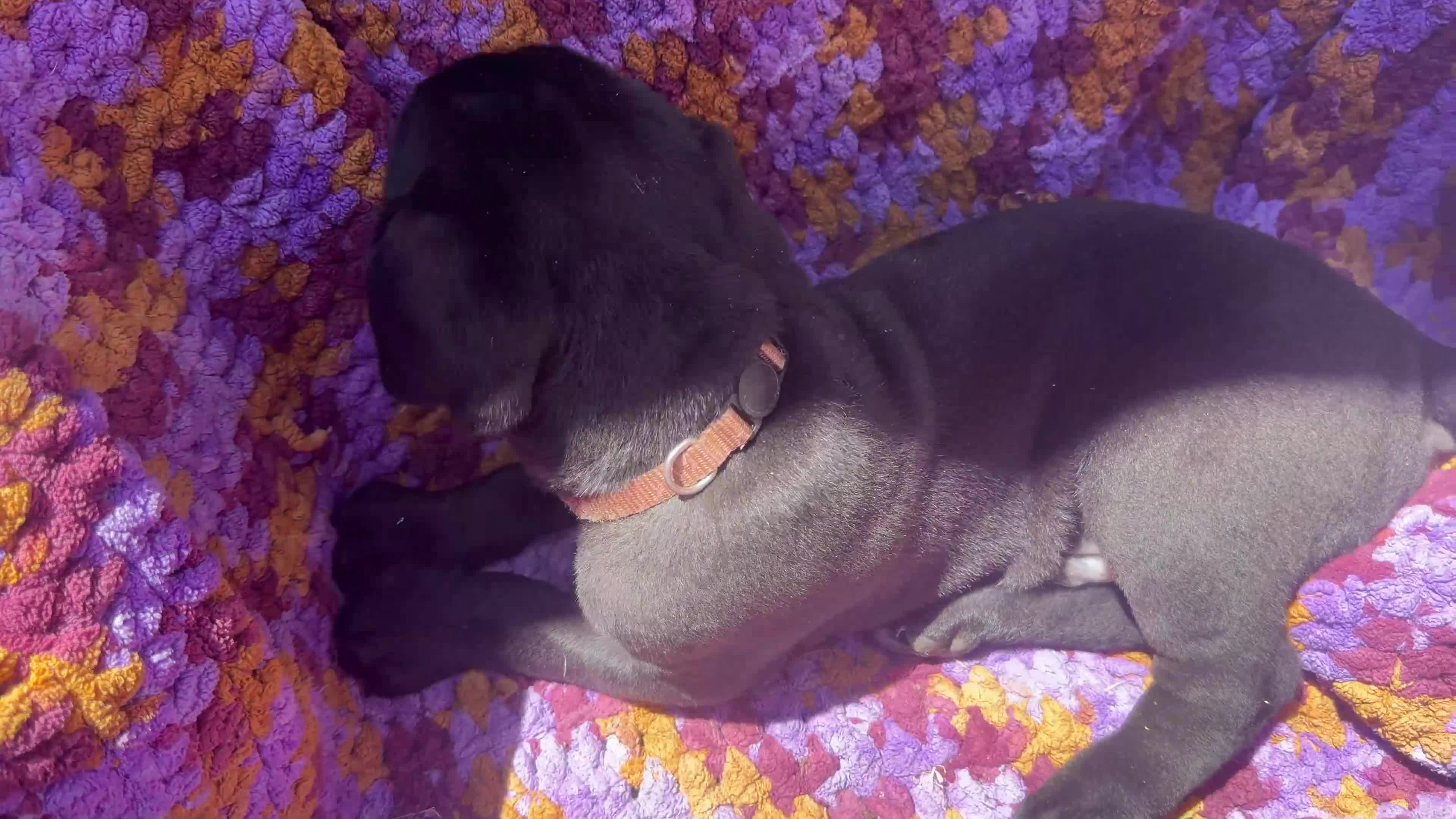 Cane Corso dogs for sale: Cane Corso Puppy Brown - Video 1