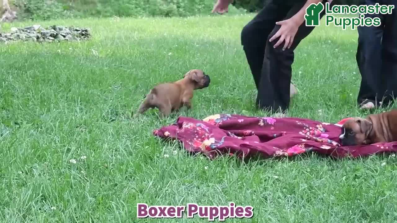 Boxer dogs for sale: Snoopy - Video 1