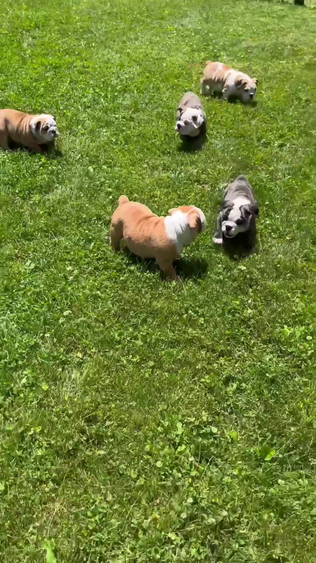 English Bulldog dogs for sale: Sky - Video 2