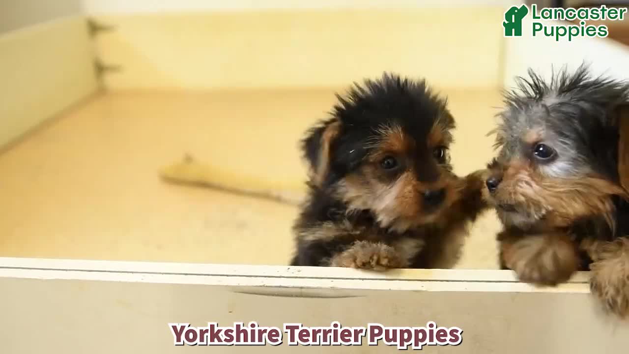 Yorkshire Terrier dogs for sale: Harry - Video 1
