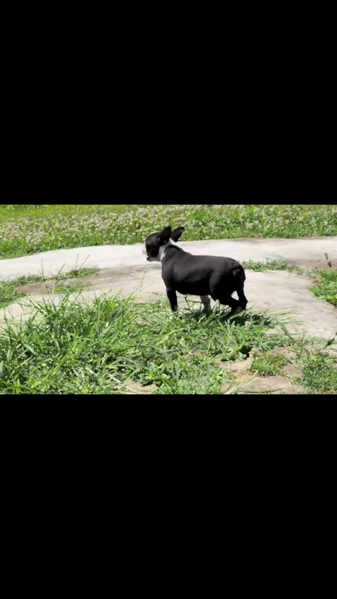 Boston Terrier dogs for sale: Clifford - Video 1