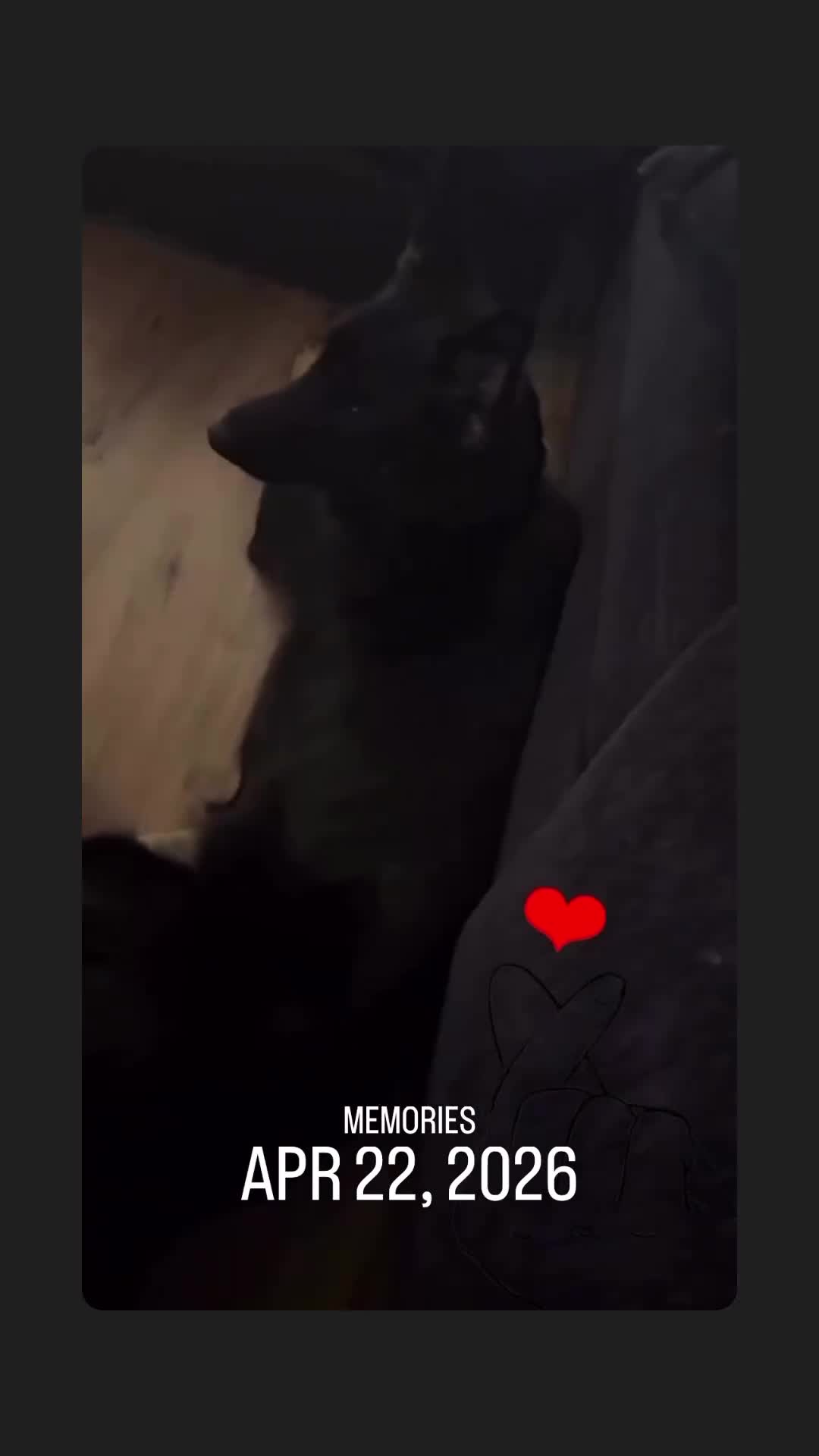German Shepherd dogs for sale: German Shepherd 🩷 Collar  - Video 1