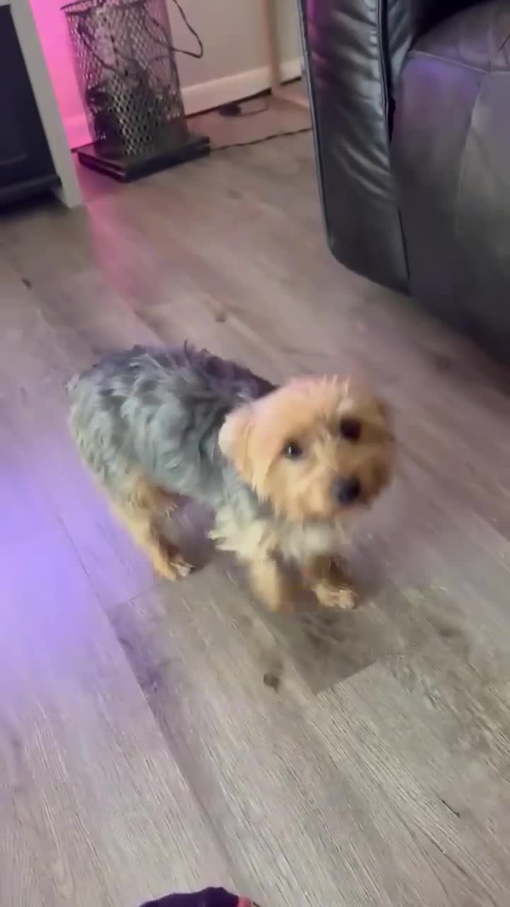 Yorkshire Terrier dogs for sale: Yorkshire Terrier 1 - Video 1