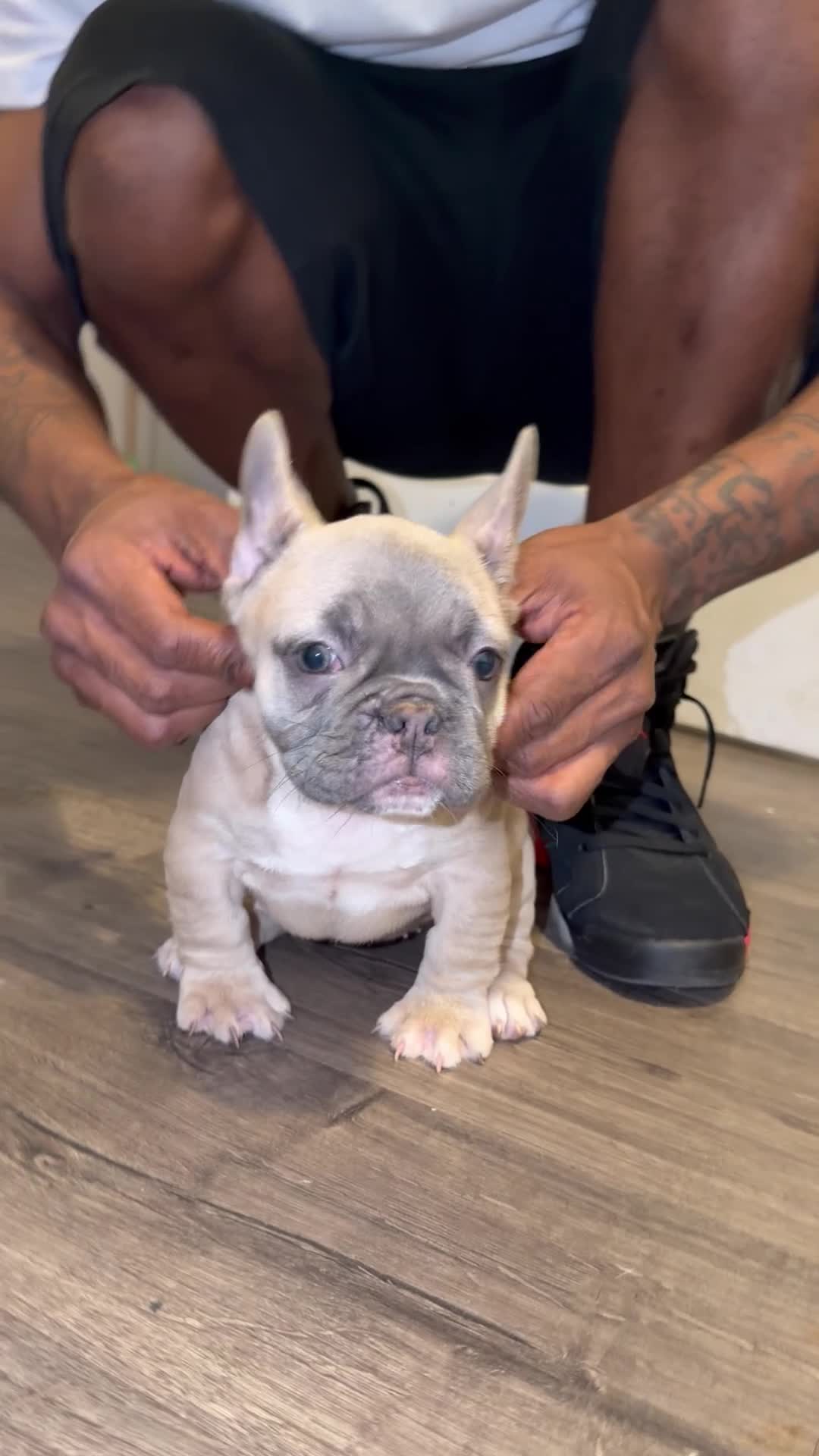 French Bulldog dogs for sale: French Bulldog 2 - Video 1