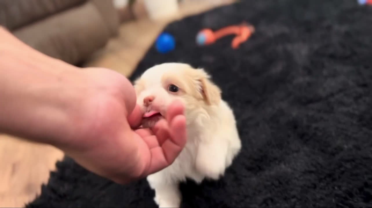 Havanese dogs for sale: Belle - Video 2