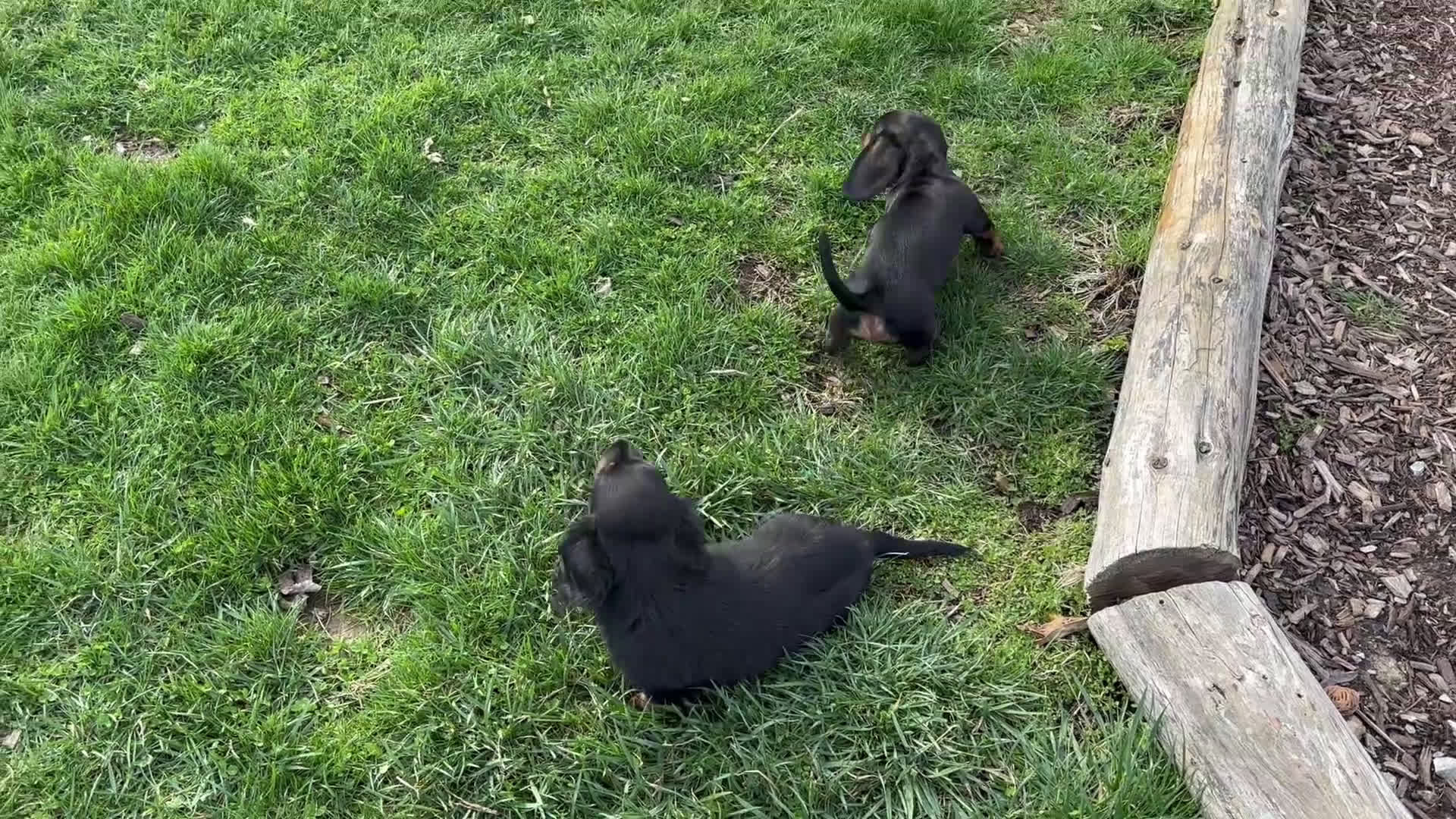 Miniature Dachshund dogs for sale: Austin - Video 2